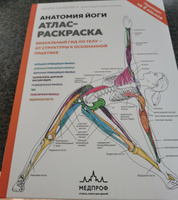 Анатомия йоги. Атлас-раскраска. Визуальный гид по телу - от структуры к осознанной практике #2, С К.