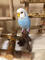 Садовая фигура Попугай на ветке (голубой), декор для сада #4, Наталья