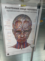 Плакат Анатомия лица человека: кровеносная и нервная системы в кабинет косметолога в формате А1 (84 х 60 см) #2, Надежда С.
