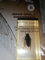 Журнал №70 "Настоящие насекомые" С ВЛОЖЕНИЕМ! Певчая цикада онкотимпана #8, Карина З.