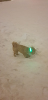 Ошейник для собак. Светящийся. Для крупных, средних и маленьких пород, светодиодный LED с регулировкой длины, размер S (30-37 см), цвет зеленый #68, Ремнёва Светлана