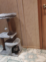 Домик для кошки с когтеточкой Pet БМФ "Пума" включает круглый лежак, высокая джутовая когтеточка, игровой комплекс, серый #6, Николай К.