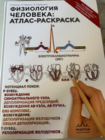 Физиология человека: атлас-раскраска | Кэпит Уинн, Мейси Роберт #5, Ирина Б.