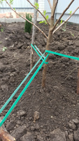 Лента для подвязки растений. 3 рулона по 2 метра, ширина 1 см #4, Анастасия Т.
