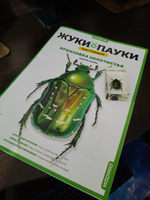 Жуки и пауки, Выпуск №1, Бронзовка золотистая #28, Олег К.