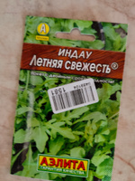 ИНДАУ Летняя свежесть. Семена. Вес 0,3 гр. Широко известна как РУККОЛА. Аэлита #69, Александр И.