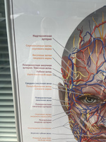 Плакат Анатомия лица человека: кровеносная и нервная системы в кабинет косметолога в формате А1 (84 х 60 см) #3, Надежда С.