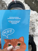 Ветеринарный паспорт для кошек "Рыжий кот", международный #71, Анна Б.