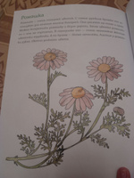 Мой первый гербарий. Цветы и листья #46, Инта