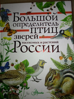 Большой определитель птиц, зверей, насекомых и растений России | Волцит Петр Михайлович, Пескова Ирина Михайловна #9, Анастасия